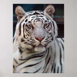 Öga i tigern poster