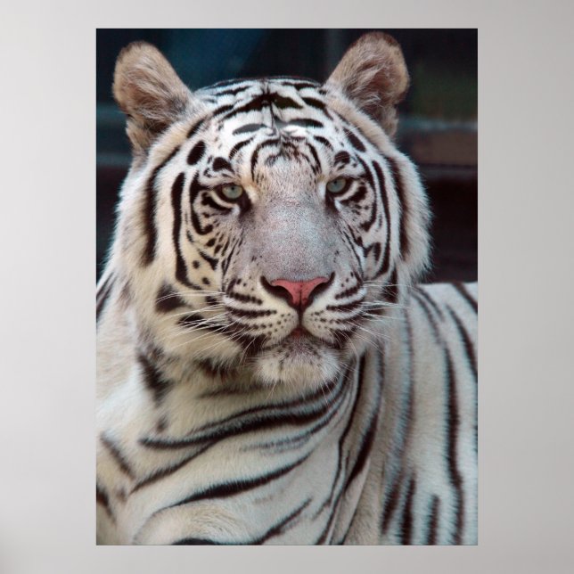 Öga i tigern poster (Framsidan)