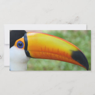 Öga i Toucan