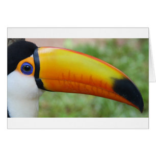 Öga i Toucan Hälsningskort