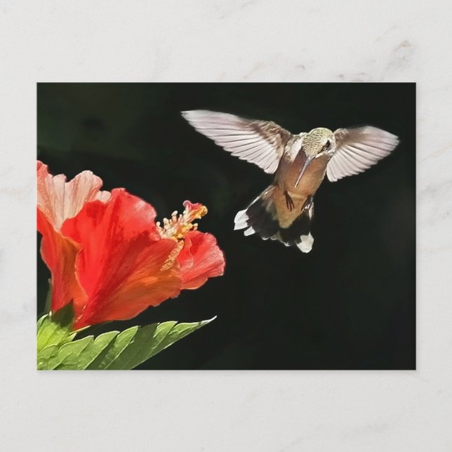 Öga om priset vykort (Framsida)