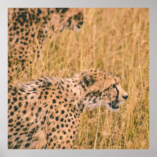 ÖGA PÅ MÅLET - LEOPARD ANIMALS PHOTO POSTER (Framsidan)