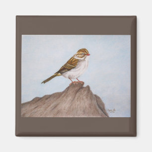 Öga på Sparrow Magnet