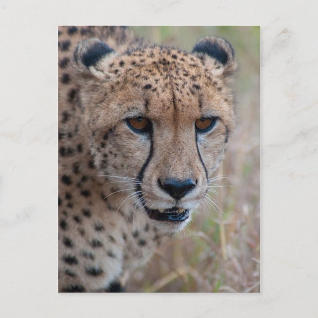 Öga till Öga - vykort för Cheetah (Framsida)