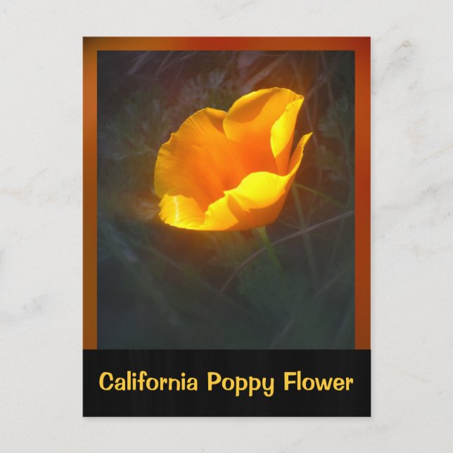 Ogange California Flower Vykort (Framsida)