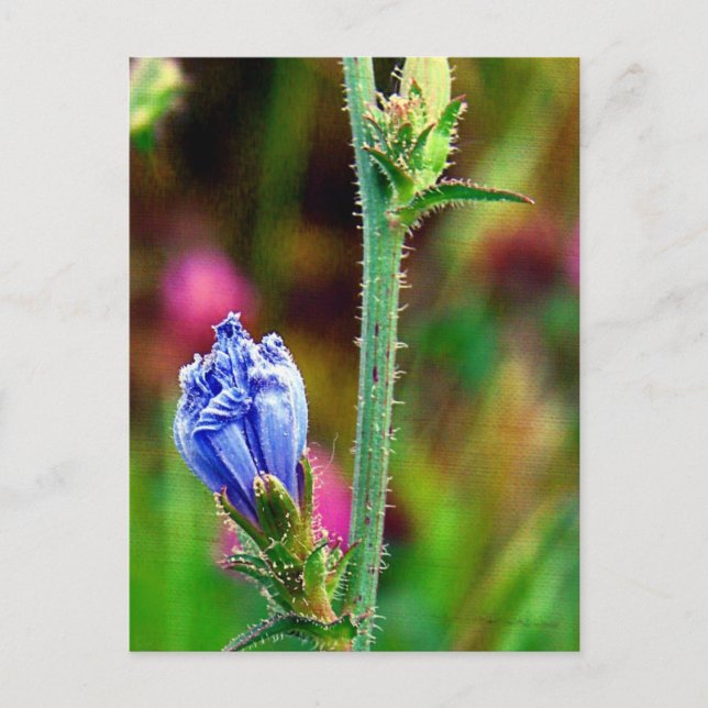 Ogenomträngt cikoriarot vykort (Framsida)