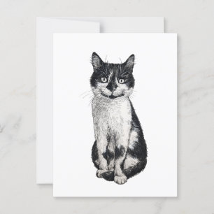 Ogie the cat vykort