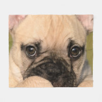 Ögon av den gulliga franska bulldoggvalpen,