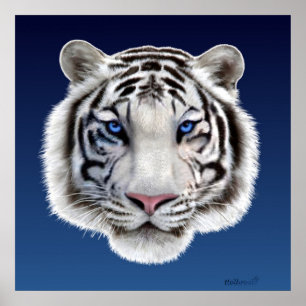 Ögon av tigern poster