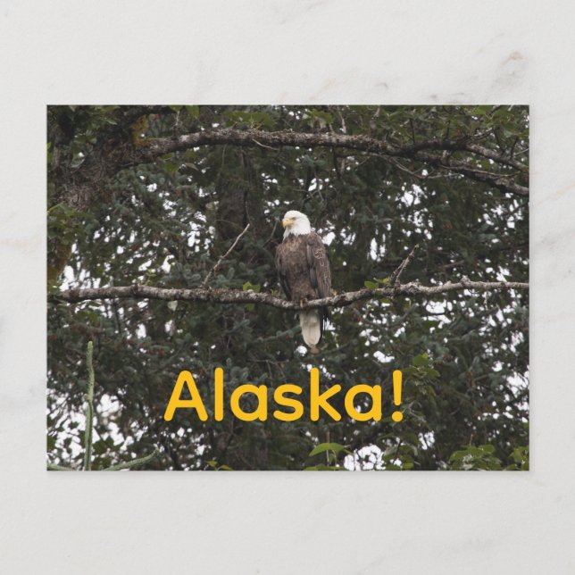 Ögon i träd vykort (Framsida)