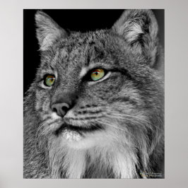 Ögon i Vilden Lynx Poster