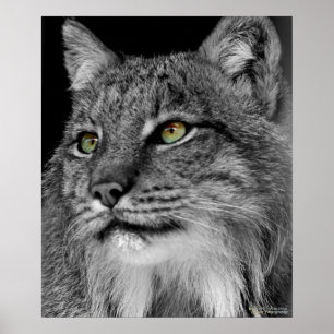 Ögon i Vilden Lynx Poster