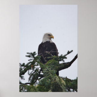 Ögon på träd överst bild poster