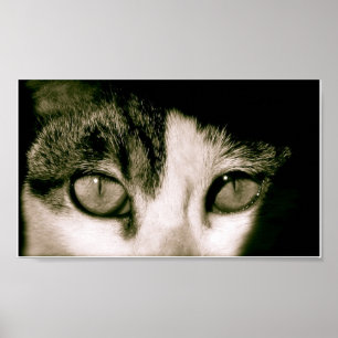 Ögon Poster
