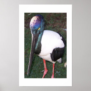 Ögon som följer Australiens fotografi av Färg Poster