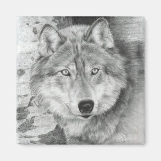 Ögon Varg Magnet
