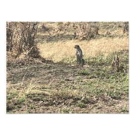 Ögon vid horisonten – Afrikansk Gepard Fototryck