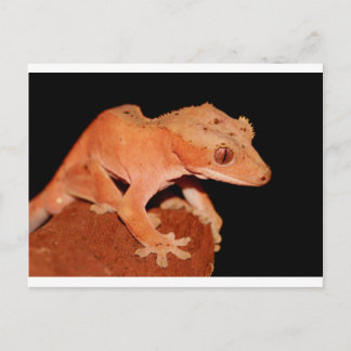 ögonfransgecko vykort