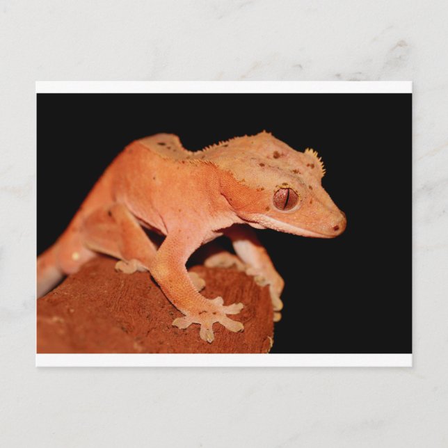ögonfransgecko vykort (Framsida)