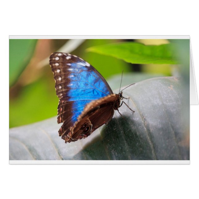 Ögongåvor Hälsningskort (Framsidan Horizontal)