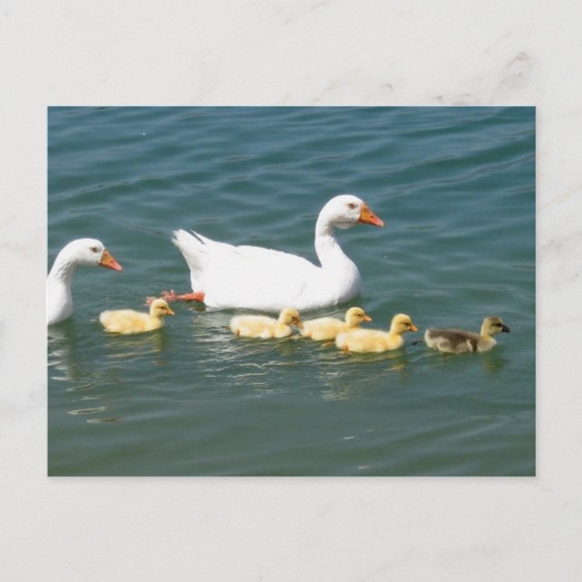 Ögongåvor Vykort (Framsida)