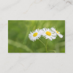 Ogräs daisy, affärskort visitkort