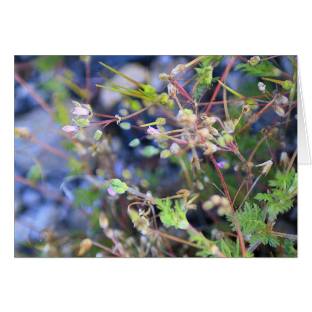 Ogräs Hälsningskort (Framsidan Horizontal)