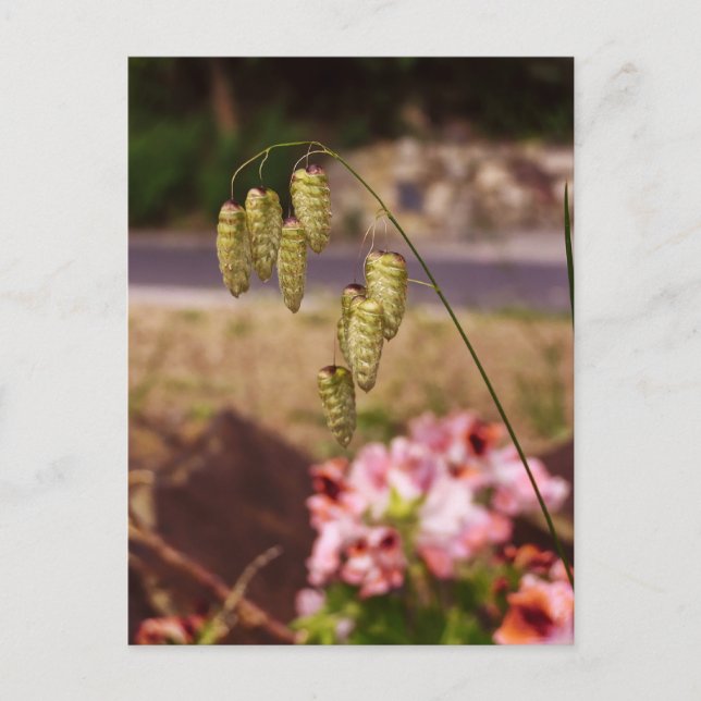 Ogräs i mitt Garden Postcard-kort Vykort (Framsida)