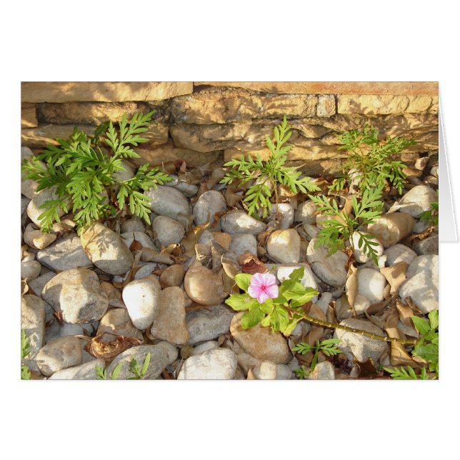 Ogräs OBS Kort (Framsidan Horizontal)