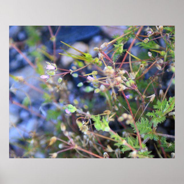 Ogräs Poster (Framsidan)