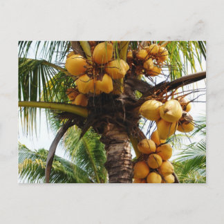 Oh Coconuts Vykort