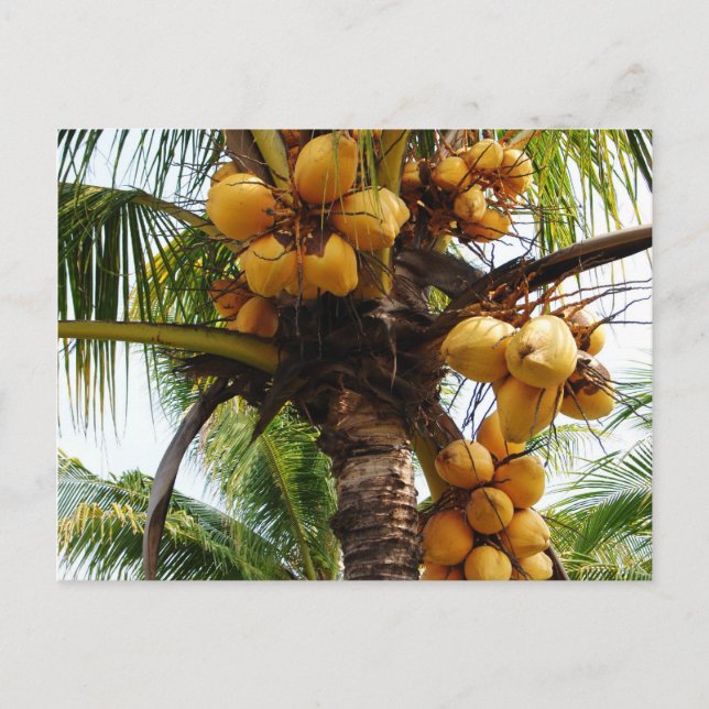 Oh Coconuts Vykort (Framsida)