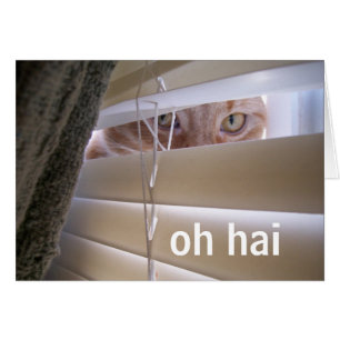Oh Hai - Katt i fönstret Hälsningskort