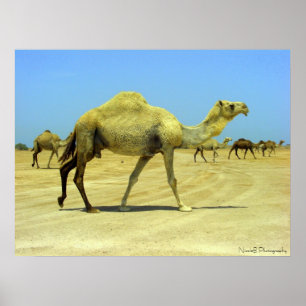 Oh lycklig dag - kamel i öknen poster