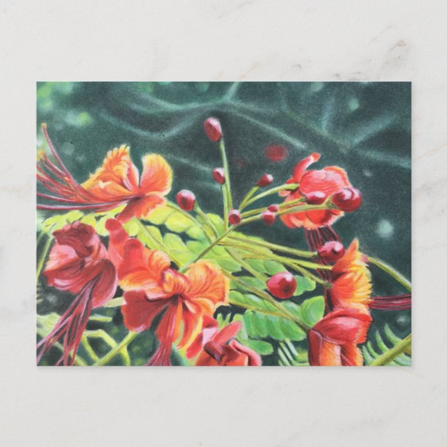 Ohai Alii Vykort (Framsida)