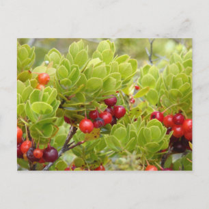 Ohelo Berries Vykort