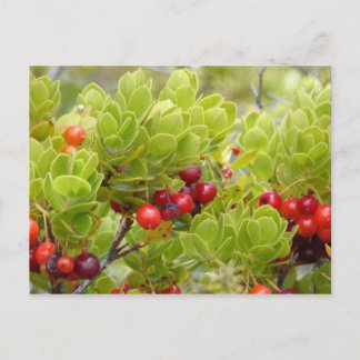 Ohelo Berries Vykort