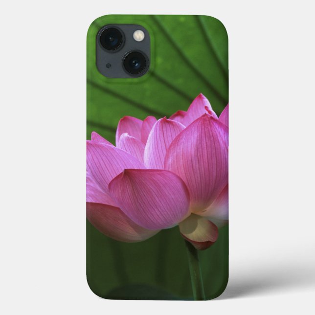 Ohga Lotus, Sankei-en Garden, Yokohama, Japan (Baksida)