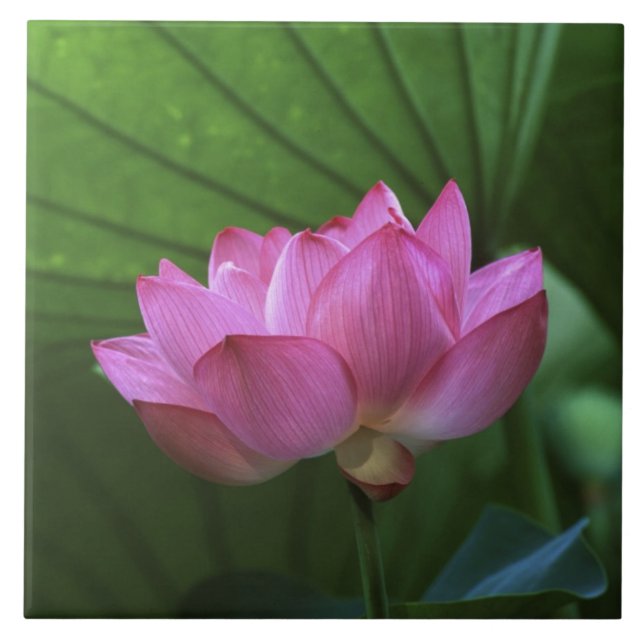 Ohga Lotus, Sankei-en Garden, Yokohama, Japan Kakelplatta (Framsidan)