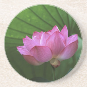 Ohga Lotus, Sankei-en Garden, Yokohama, Japan Underlägg Sandsten