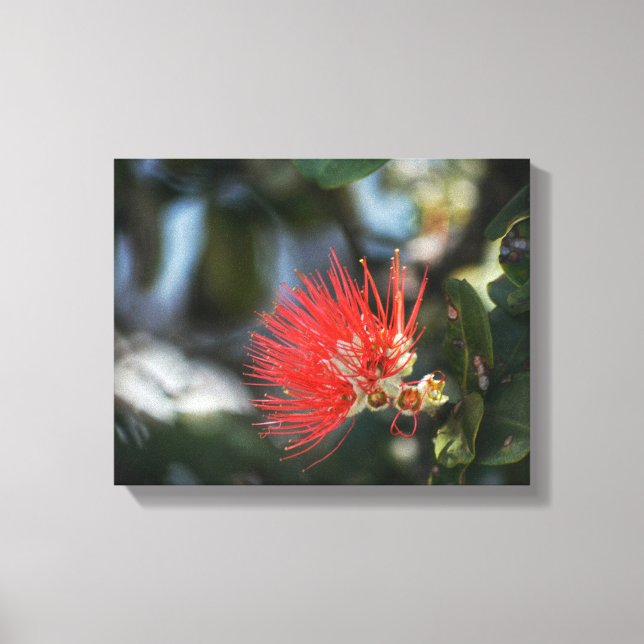 Ohia Lehua Blommar Canvastryck (Framsida)