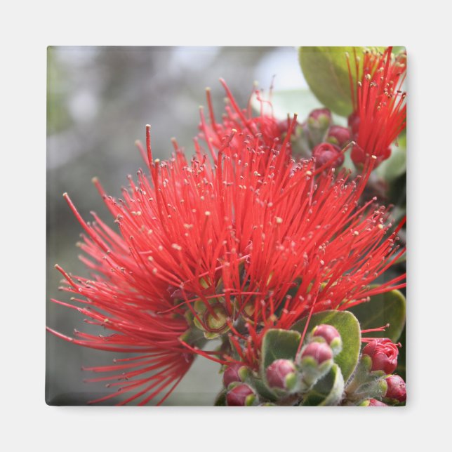 Ohia Lehua blommar Magnet (Framsidan)