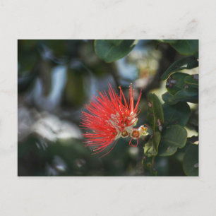 Ohia Lehua Blommar Vykort