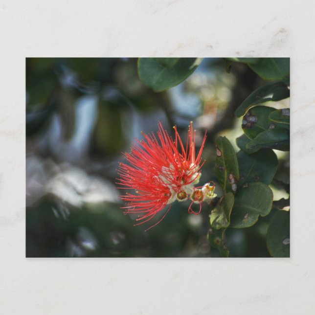 Ohia Lehua Blommar Vykort (Framsida)