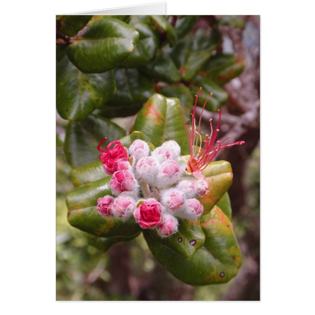 Ohia Lehua Buds Hälsningskort (Framsidan)