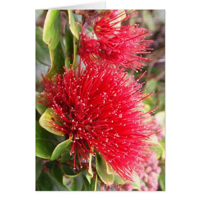 Ohia Lehua Hälsningskort (Framsidan)