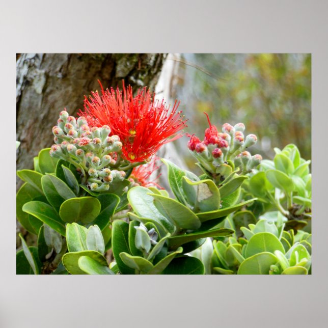 Ohia Lehua Poster (Framsidan)