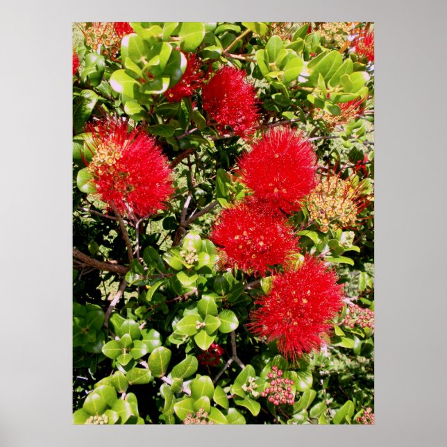 Ohia Lehua Poster (Framsidan)