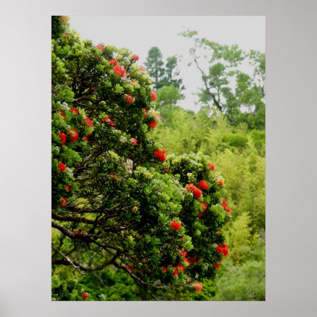 Ohia Lehua Poster (Framsidan)