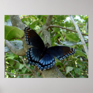 Ohio blåttSwallowtail fjäril Poster